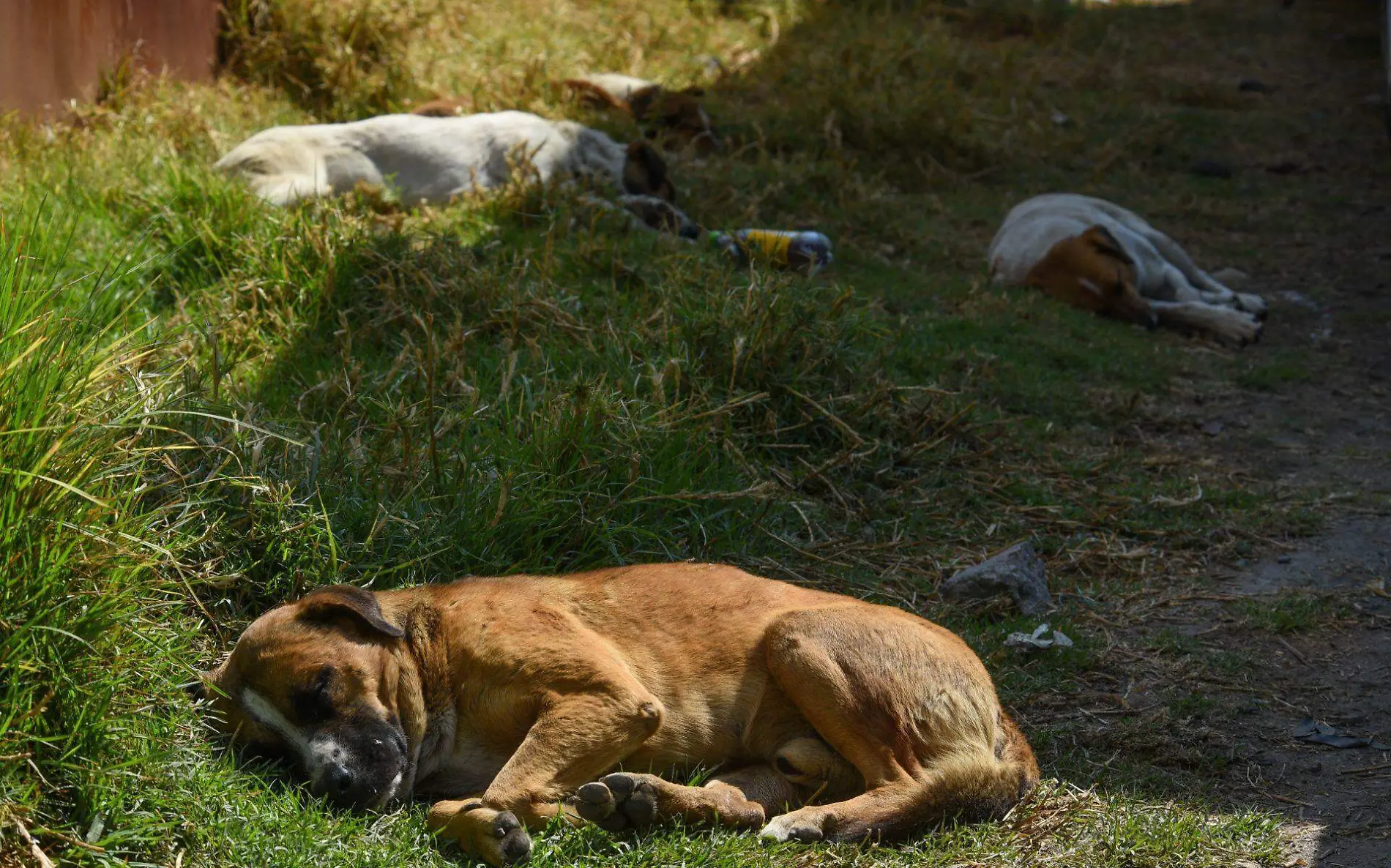 982357_Día del perro sin raza  -2.jpg _web